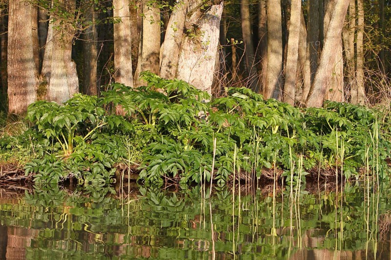 Giant hogweed