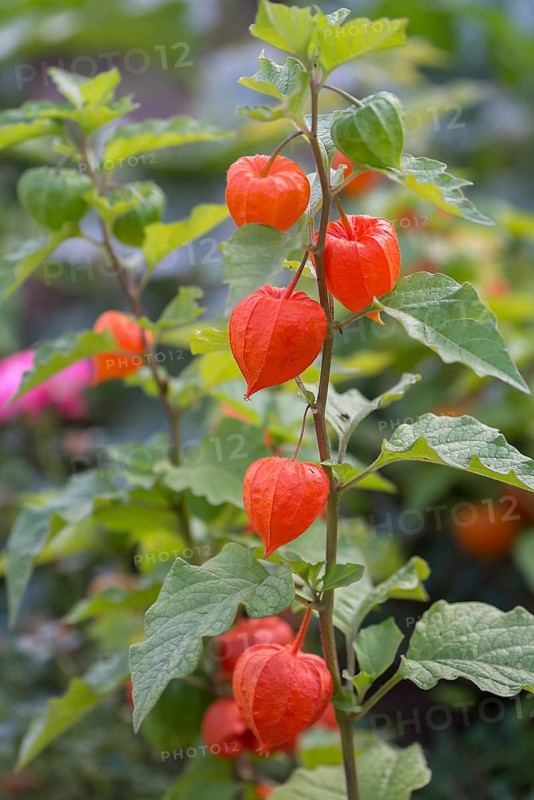 Bladder cherry