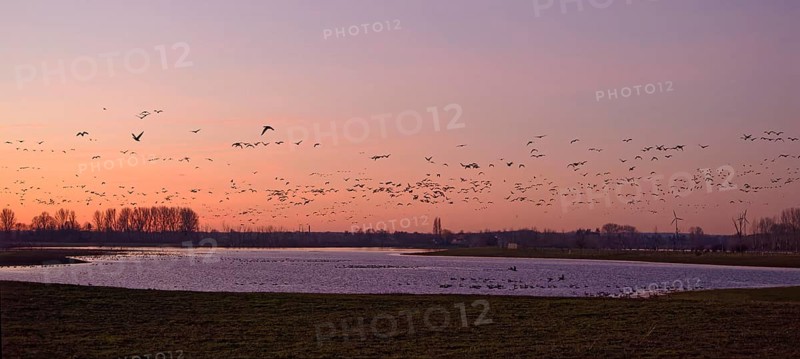 A flock of wild geese flies in the dawn over the Altrhein on Bislicher Insel