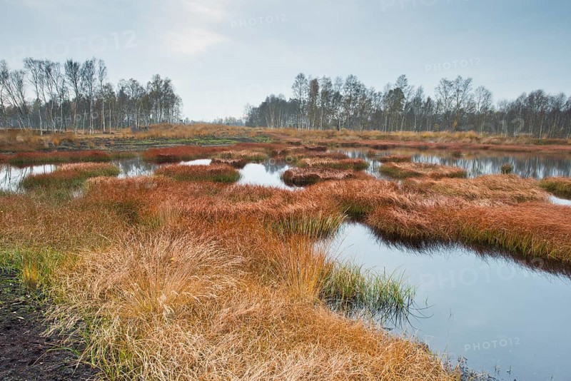 Autumn bog with narrow-leaved common cottongrass