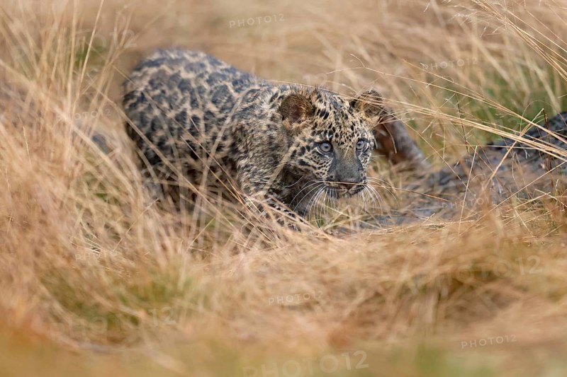 Indian indian leopard