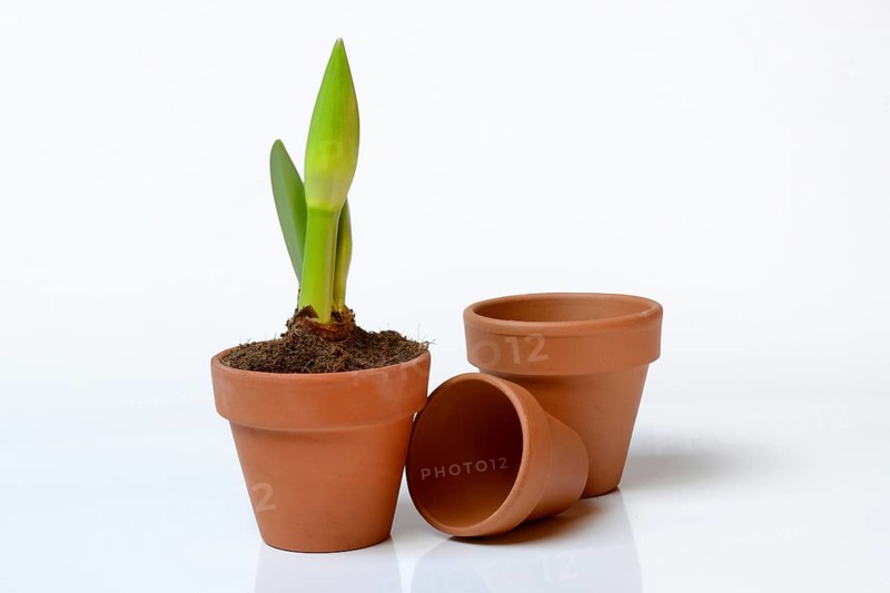 Drifting bud of an amaryllis