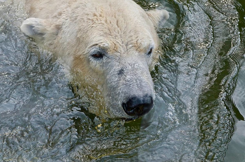 Swimming polar bear