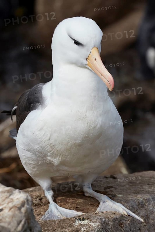 Black-browed albatross
