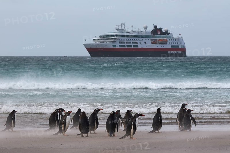 Gentoo penguins