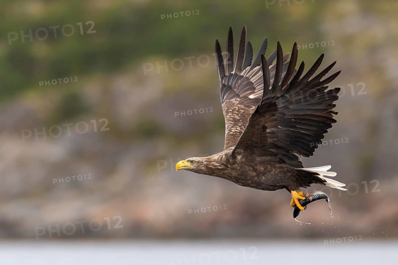 White-tailed eagle