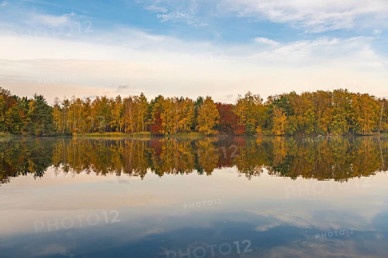 Colourful autumn forest