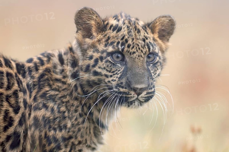Indian indian leopard