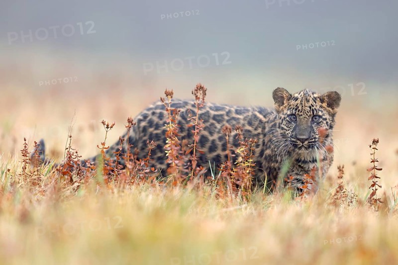Indian indian leopard