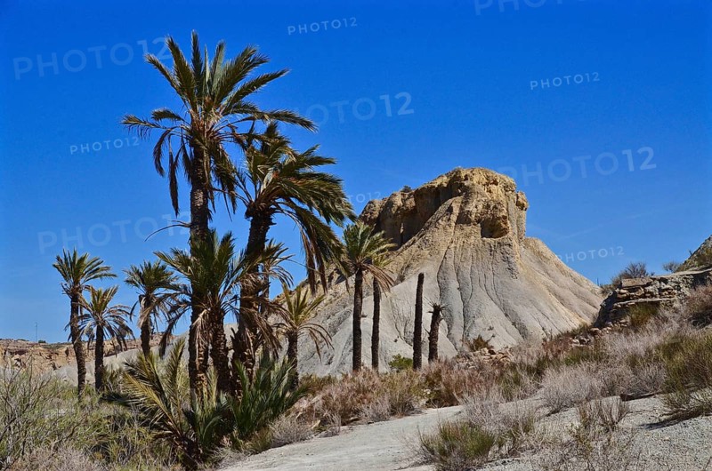 Tree stumps of palm trees