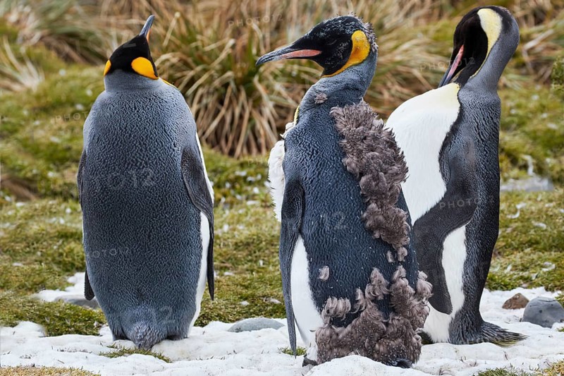 King penguins