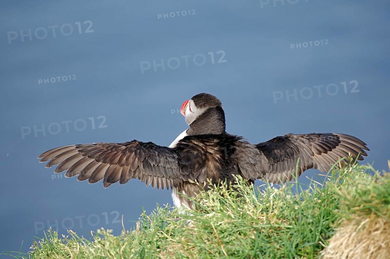 Puffin