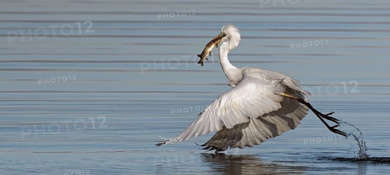 Great egret