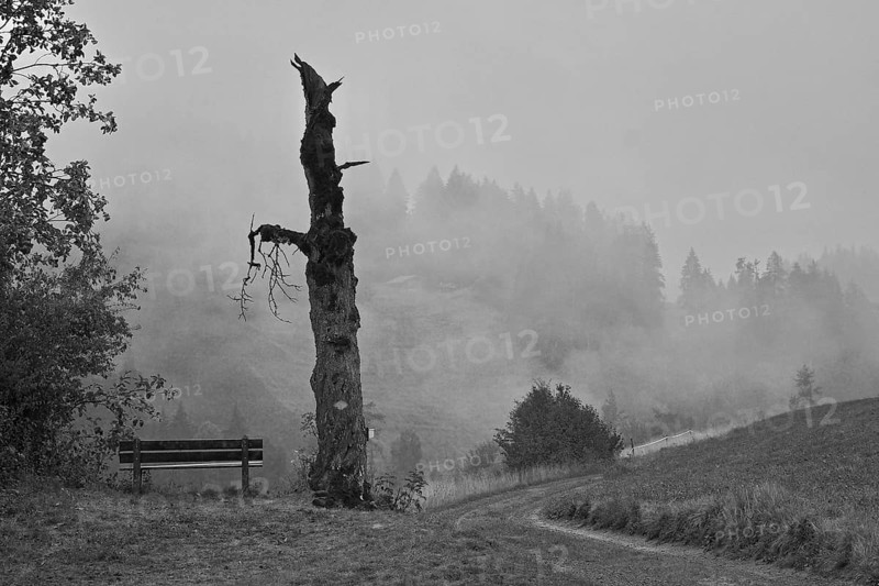 Dead tree in the fog