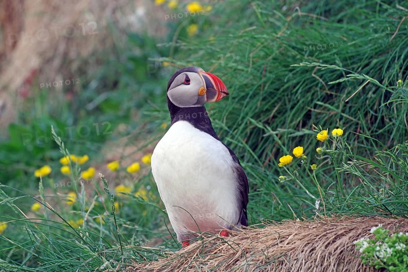 Puffin
