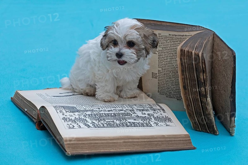 Bolonka Zwetna puppy with old books