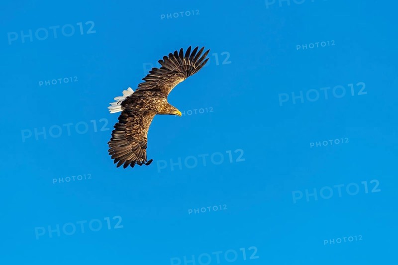 White-tailed eagle