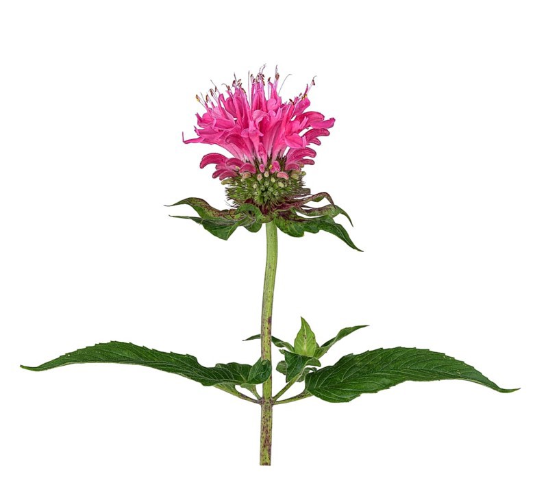Bee balm hybrid