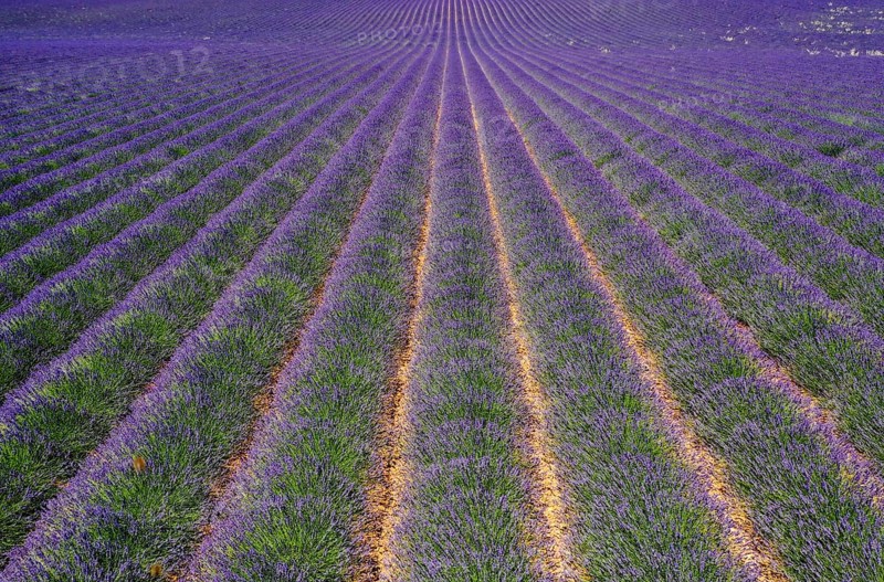 Rows of flowering lavender stretching to the horizon
