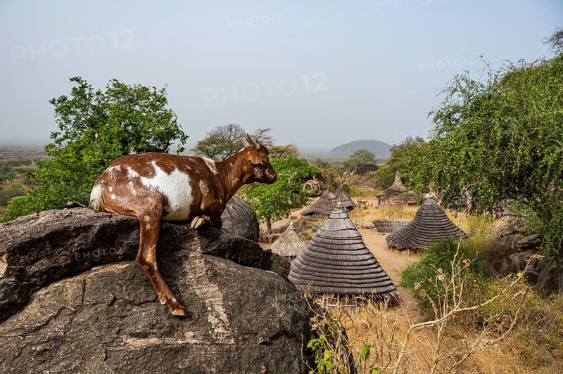 Goat on a rock before traditional build huts of the Laarim tribe