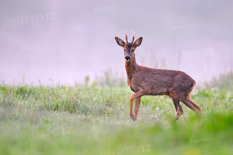 European roe deer