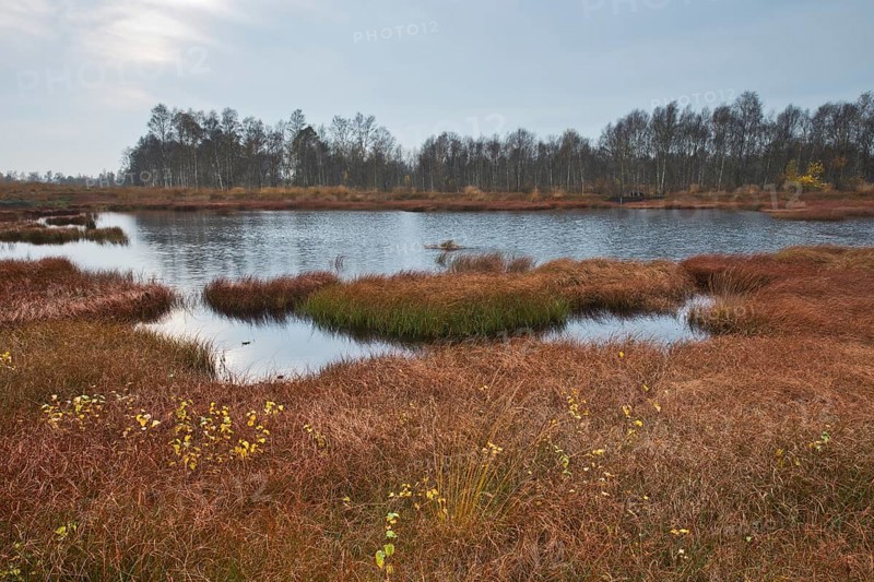 Autumn bog with narrow-leaved common cottongrass