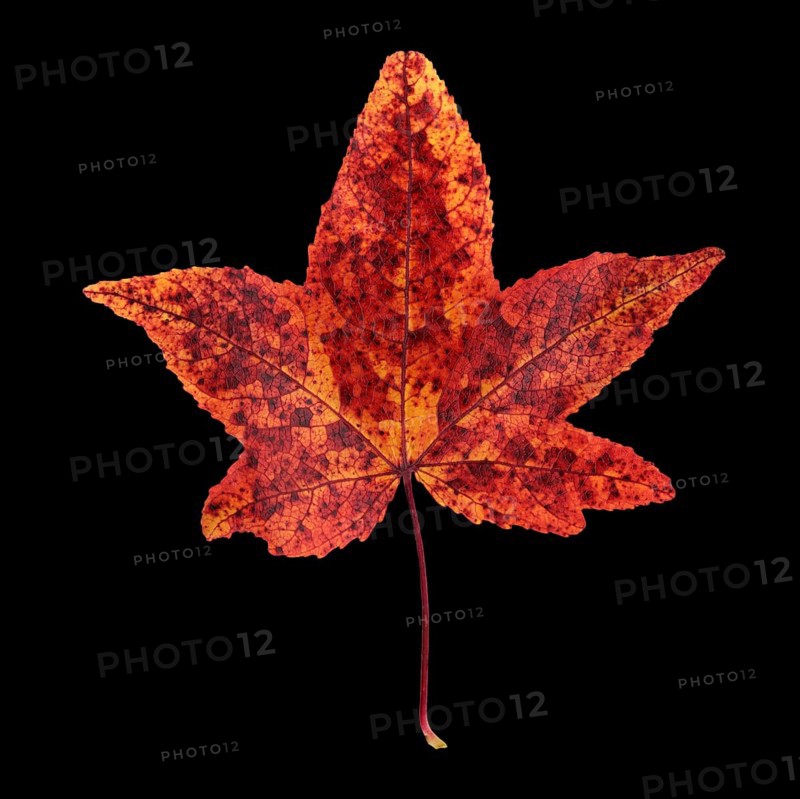 American sweetgum