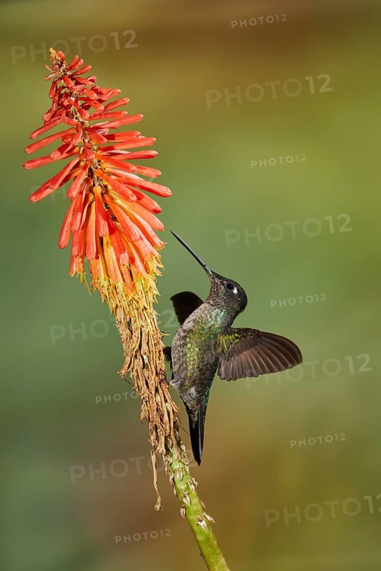 Purple-crowned Hummingbird
