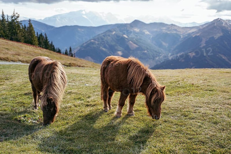 Ponies grazing near the Schoenleitenhuette