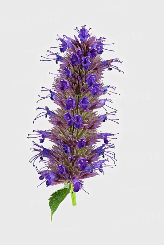Anise hyssop