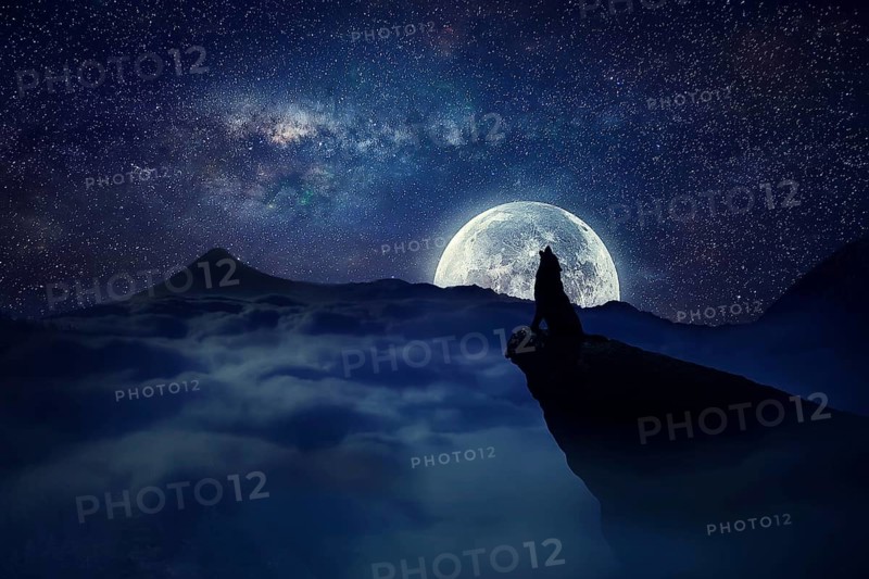 Silhouette of a lonely wolf