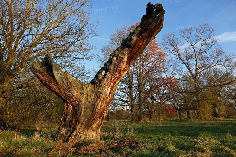 Dead old oak in the floodplain forest