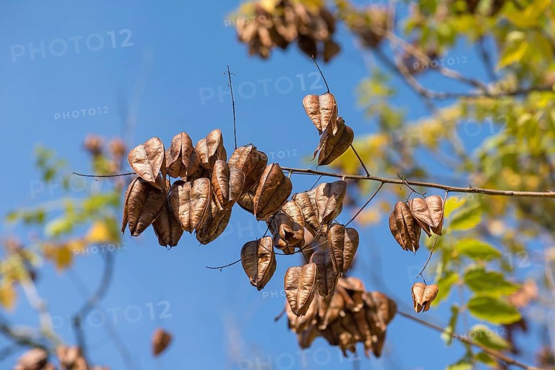Withered fruits of the goldenrain tree