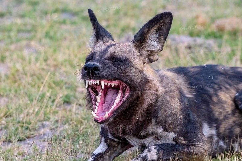 African wild dog