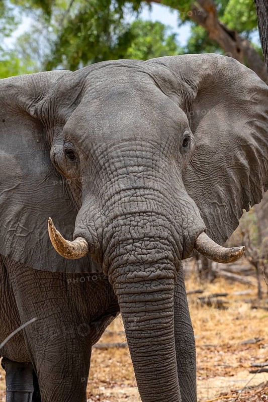 African elephant