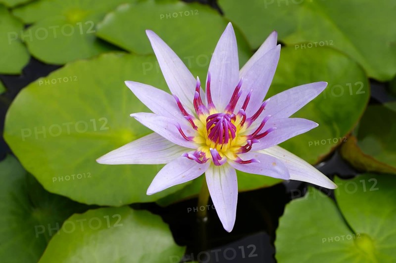Tropical water lily