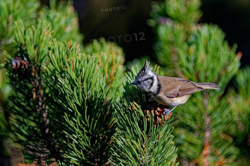 Crested tit