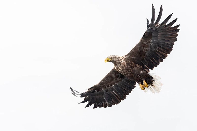 White-tailed eagle