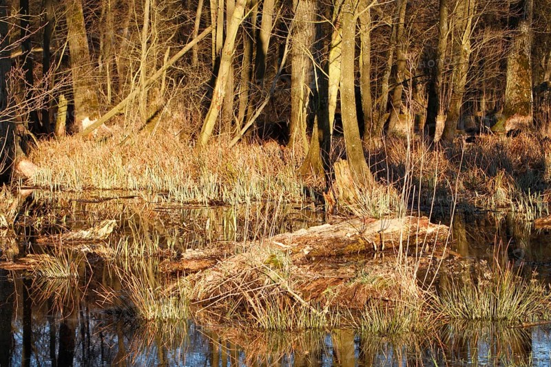 Flooded softwood forest in spring in the Peene Valley River Landscape nature Park