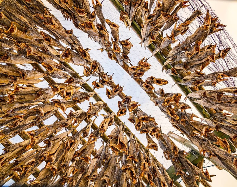 Cod stockfish drying on rack