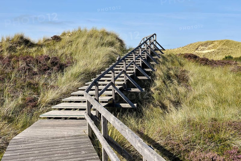 Boardwalks with trefoils in the dune area near Norddorf
