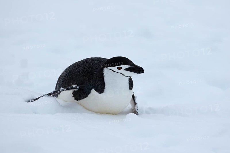 Chinstrap penguin