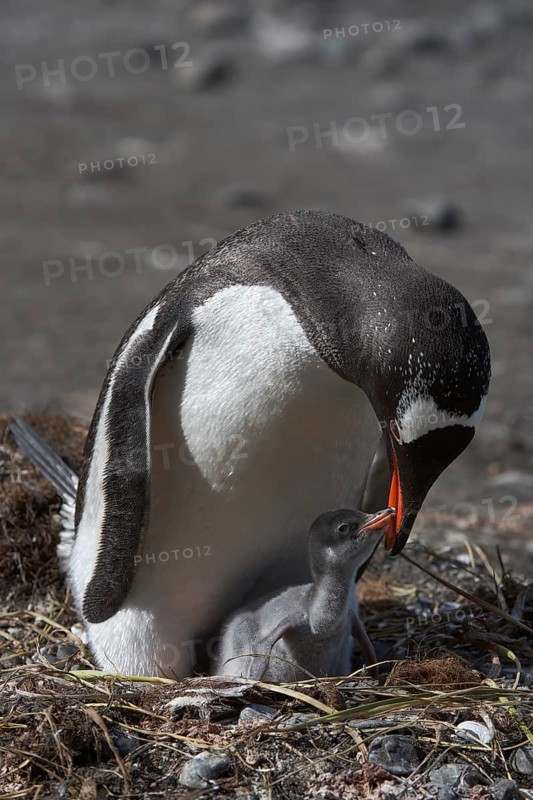Gentoo penguins