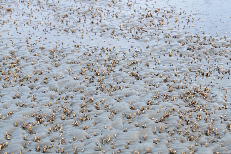 Sand mason worm
