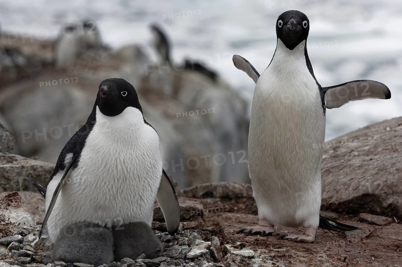 Adelie penguin