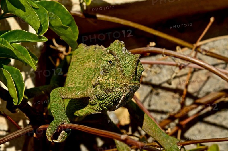 Mediterranean chameleon