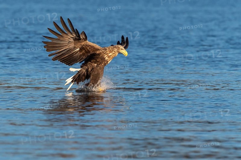 White-tailed eagle