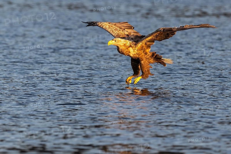 White-tailed eagle