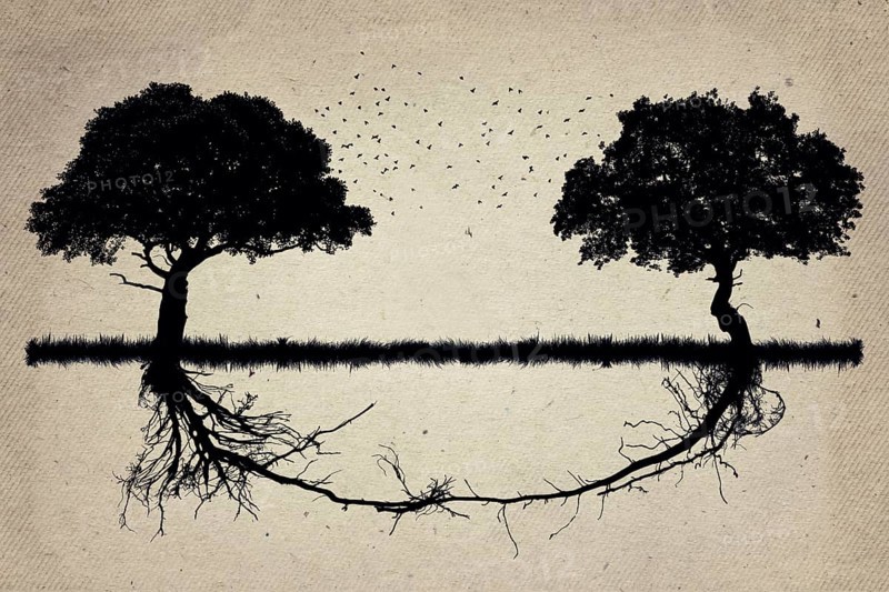 Two trees in front of each other