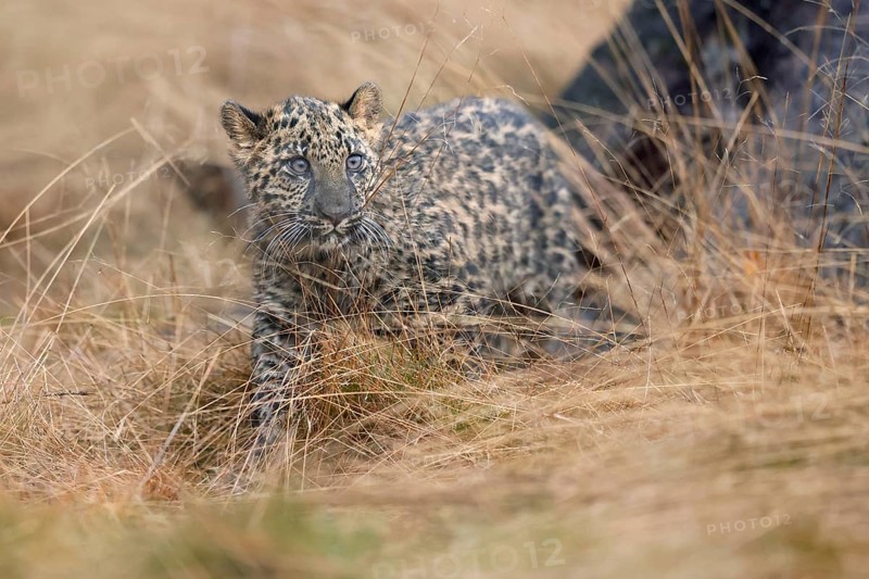 Indian indian leopard